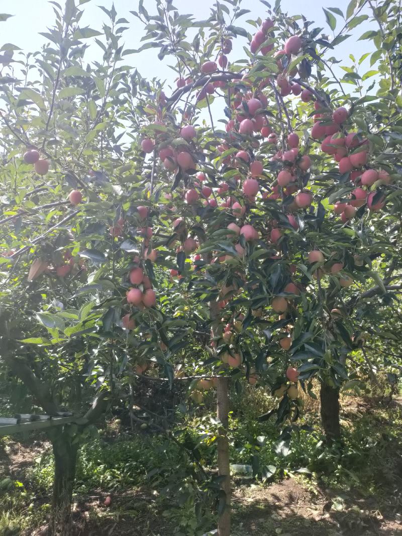 鸡心果
