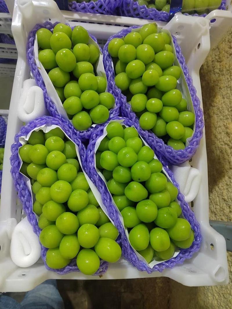 葡萄【蓝宝石】大量上市了，好吃不贵，季节性水果，需要的速