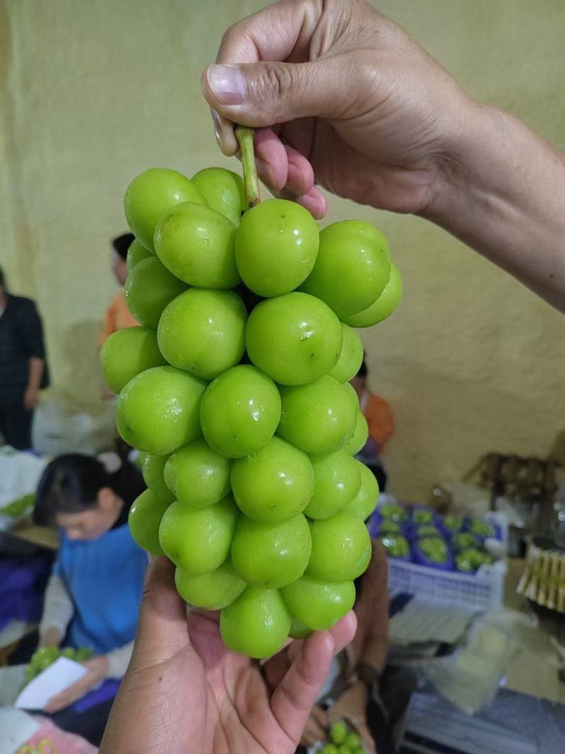 葡萄【蓝宝石】大量上市了，好吃不贵，季节性水果，需要的速