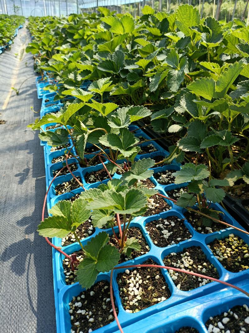 2022年奶油草莓苗多少钱一棵，山东草莓苗价格