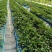 2022年奶油草莓苗多少钱一棵，山东草莓苗价格