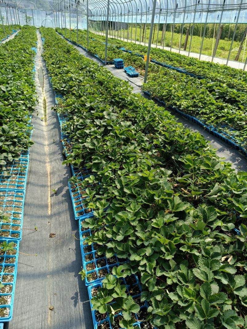 2022年奶油草莓苗多少钱一棵，山东草莓苗价格