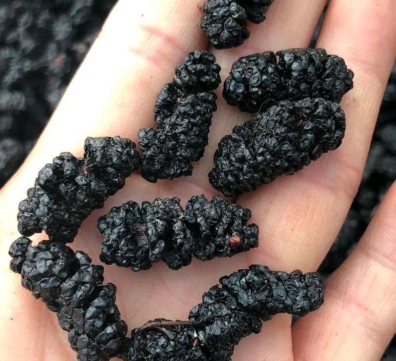 桑椹干桑葚干干净没沙免洗直播团购供应电商批发