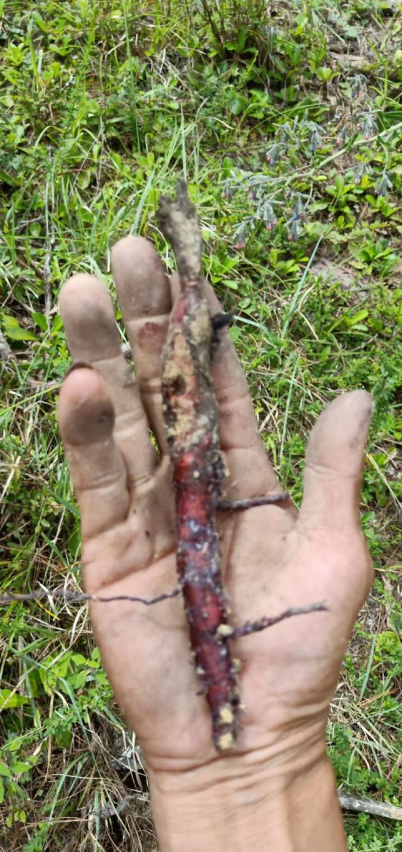 云南野生紫草干货散装批发