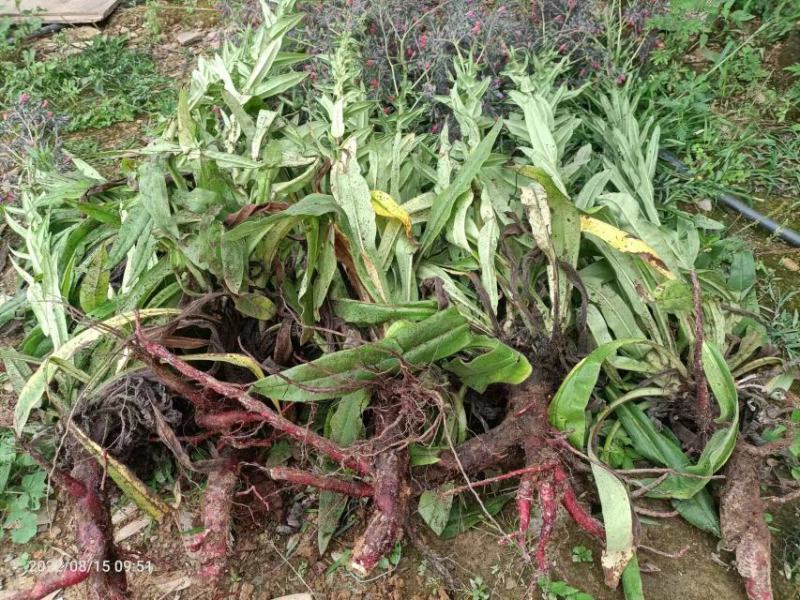 云南野生紫草干货散装批发