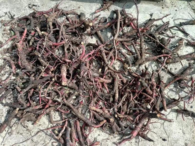 云南野生紫草干货散装批发