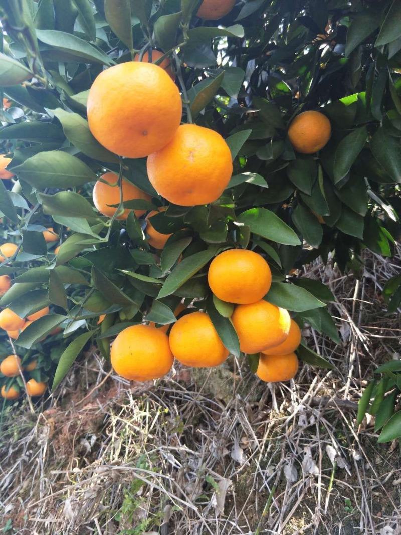 蜜桔柑桔大分四号皮薄多汁对接电商商超全国发货