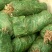 黄花菜苗供应