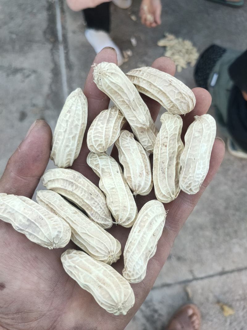 【精品花生】黑花生四粒花生米颗粒饱满无虫眼