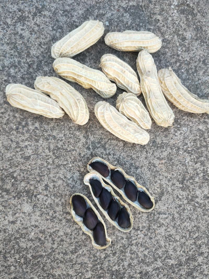 【精品花生】黑花生四粒花生米颗粒饱满无虫眼