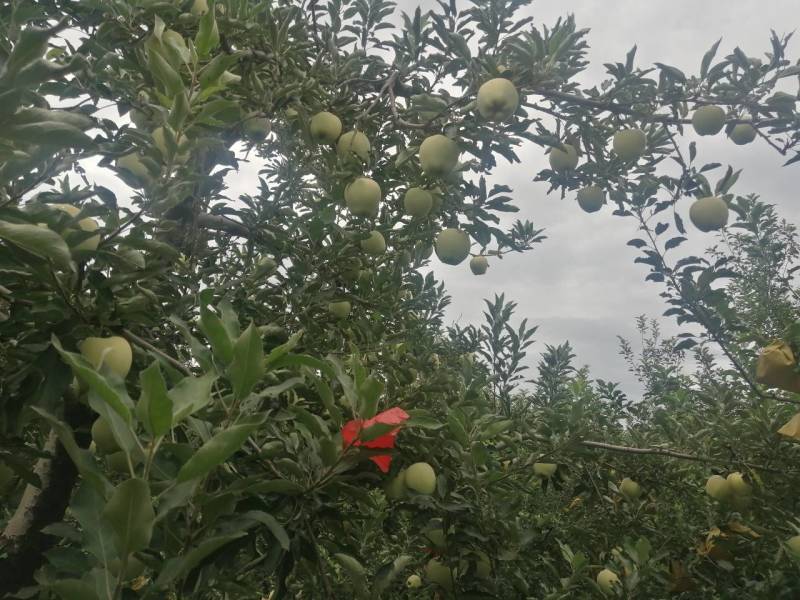 红星苹果量越来越多，500件4小时起车