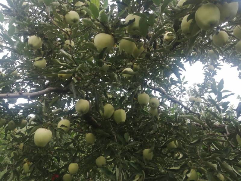 红星苹果量越来越多，500件4小时起车