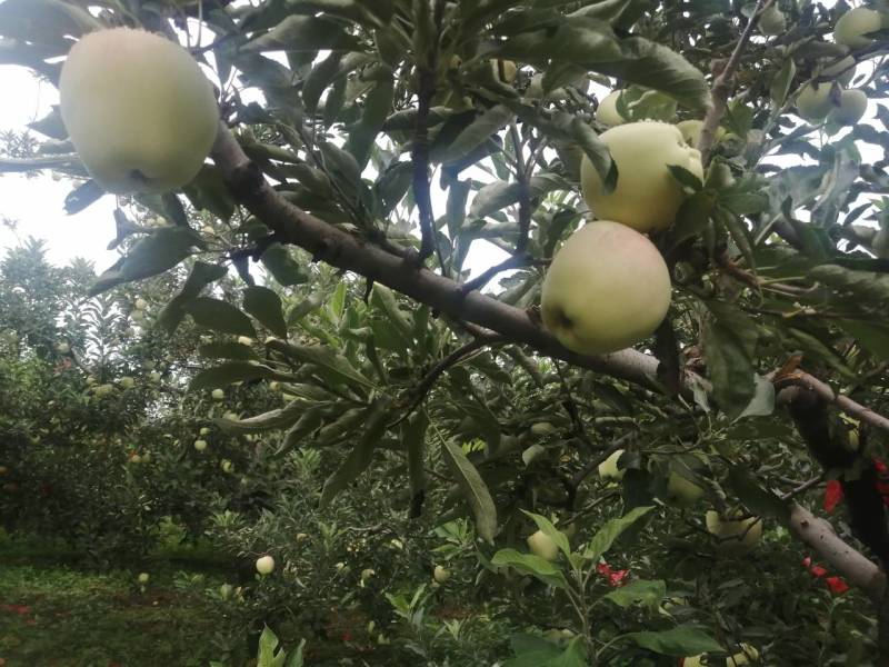红星苹果量越来越多，500件4小时起车