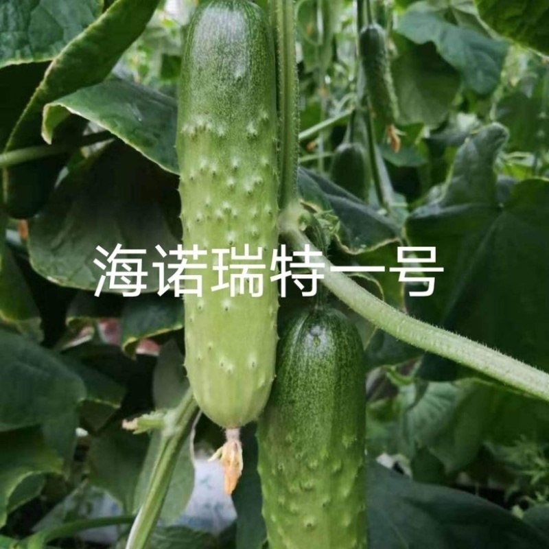 海诺瑞特1号强磁水果黄瓜种子