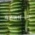 海诺瑞特1号强磁水果黄瓜种子