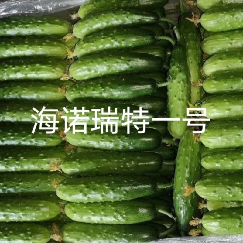 海诺瑞特1号强磁水果黄瓜种子