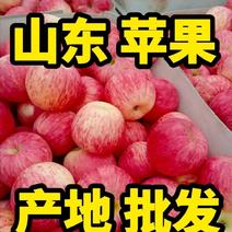 精品水晶红富士苹果产地批发保质保量全国代发