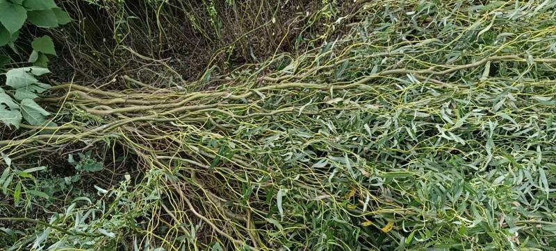 河北定州龙柳条鲜枝干枝水培树枝树苗室内装饰绿植干花花束