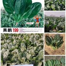 黑鹏199黑圆叶菠菜种子叶片厚实产量高抗病好