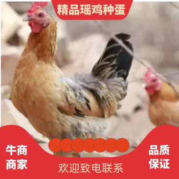 红瑶土鸡青脚鸡种蛋受精率高农村散养量大优惠