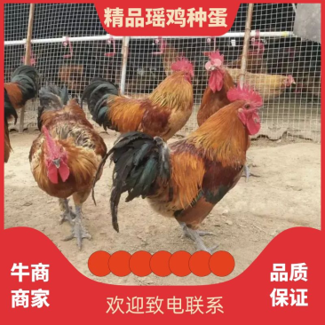 散养土鸡种蛋青脚鸡种蛋受精种蛋鸡蛋种蛋量大优惠