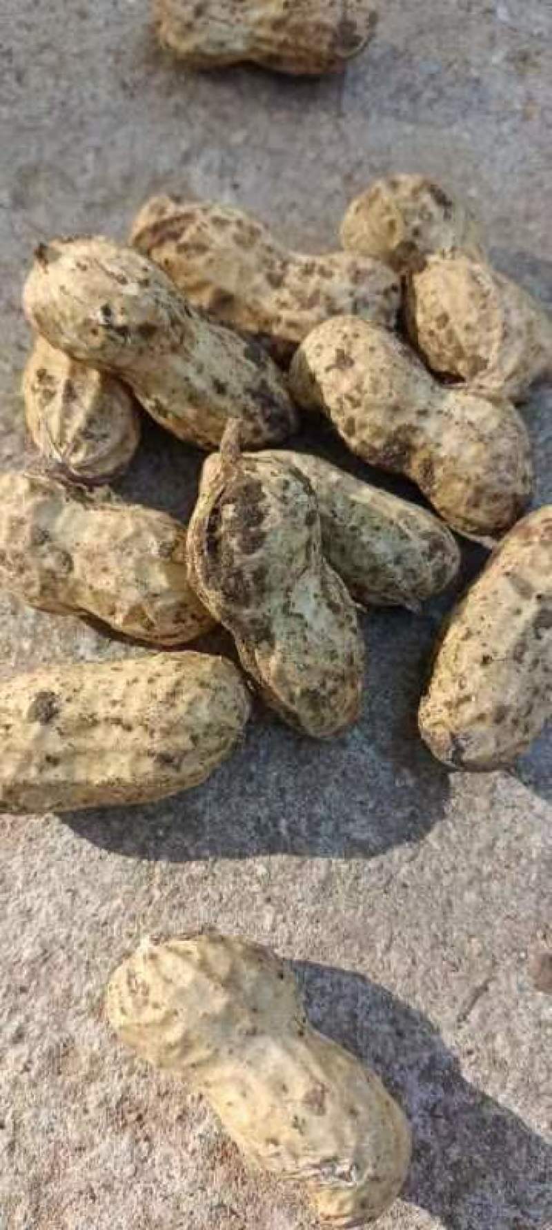 泗水县鲜花生
