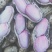泗水县鲜花生