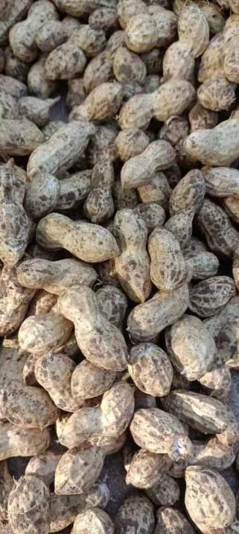 泗水县鲜花生