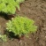 黄金条(金叶佛甲草)，基地发货，一件代发，质量保证