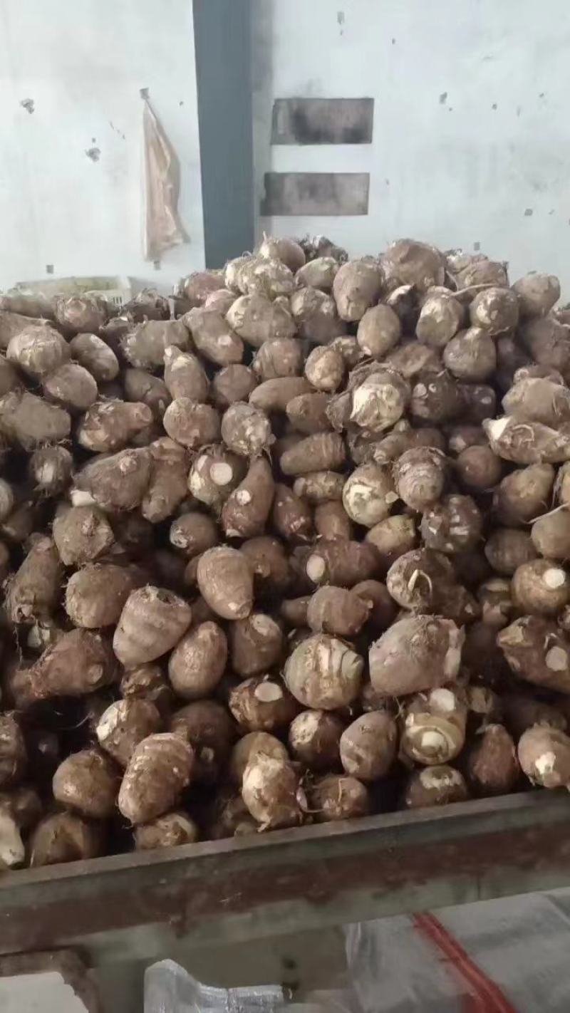 山东毛芋头，精品芋头，实力商家，产地直供，一手货源
