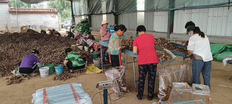 山东毛芋头，精品芋头，实力商家，产地直供，一手货源
