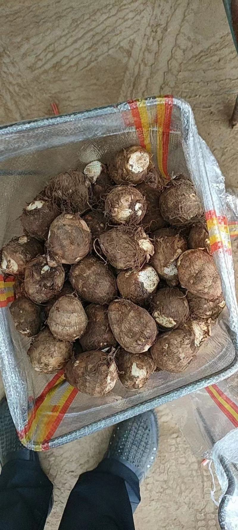 山东毛芋头，精品芋头，实力商家，产地直供，一手货源