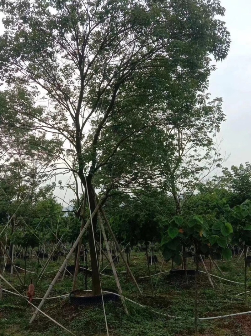 紫花风玲木10-18分全冠货量多价优欢迎咨询