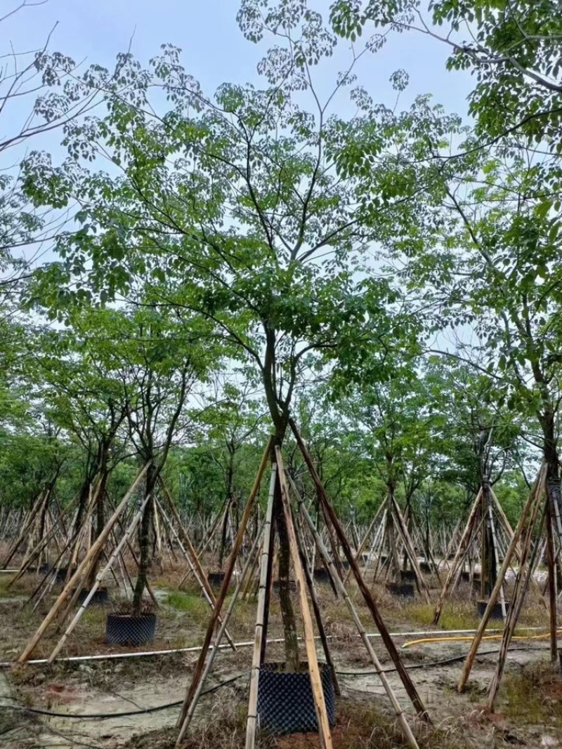 紫花风玲木10-18分全冠货量多价优欢迎咨询