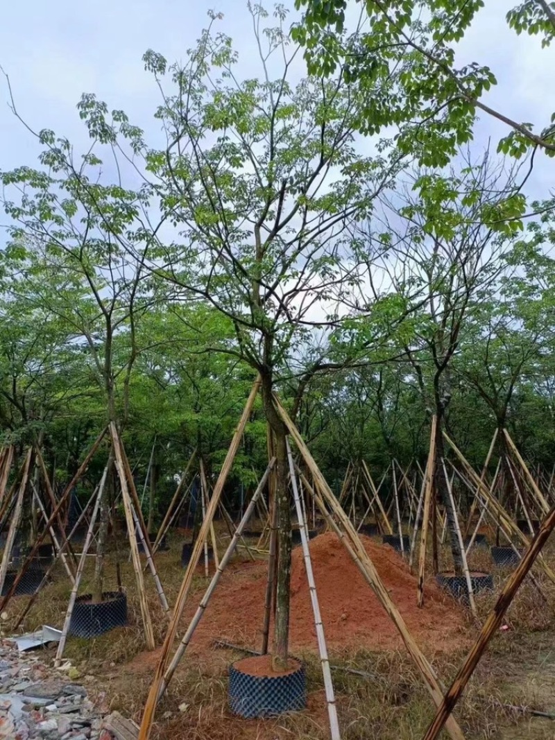 紫花风玲木10-18分全冠货量多价优欢迎咨询