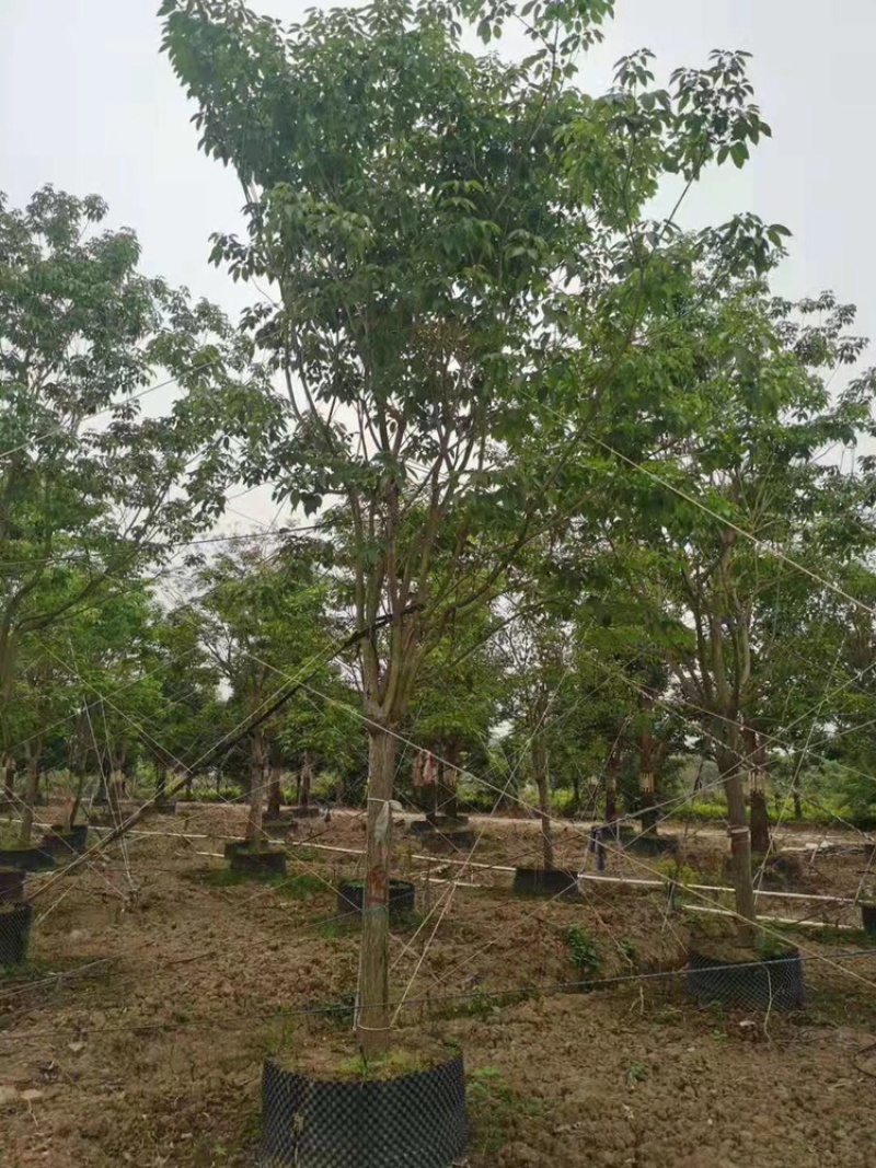 紫花风玲木10-18分全冠货量多价优欢迎咨询
