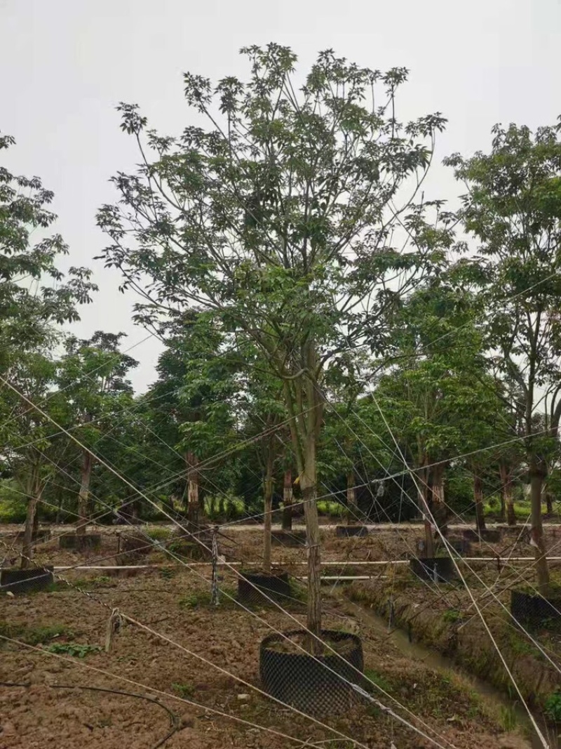 紫花风玲木10-18分全冠货量多价优欢迎咨询