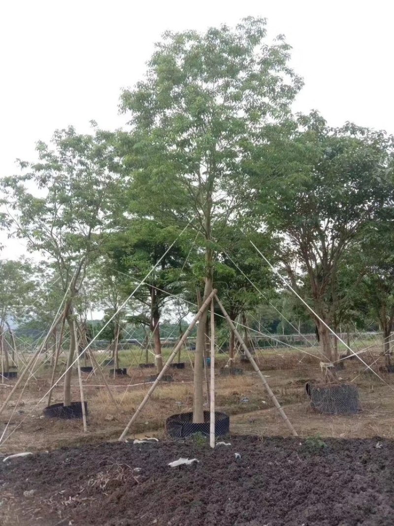 紫花风玲木10-18分全冠货量多价优欢迎咨询