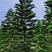 南洋杉6-12公分高度5-8米冠幅1.5米-3米