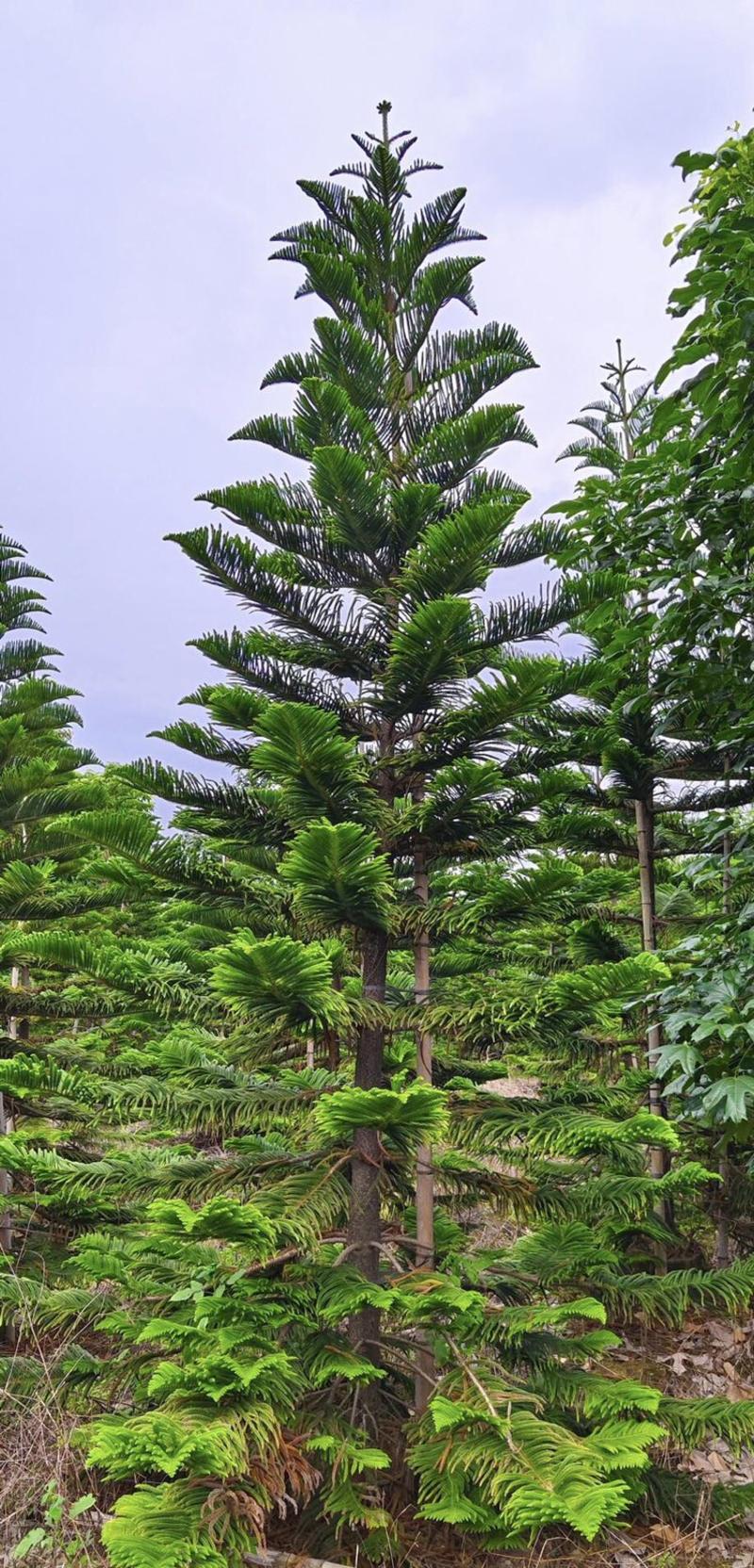 南洋杉6-12公分高度5-8米冠幅1.5米-3米
