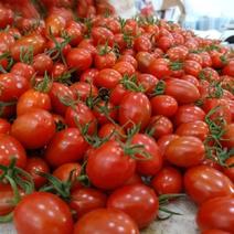 云南圣女果/小番茄，一年四季不缺货/支持一件！