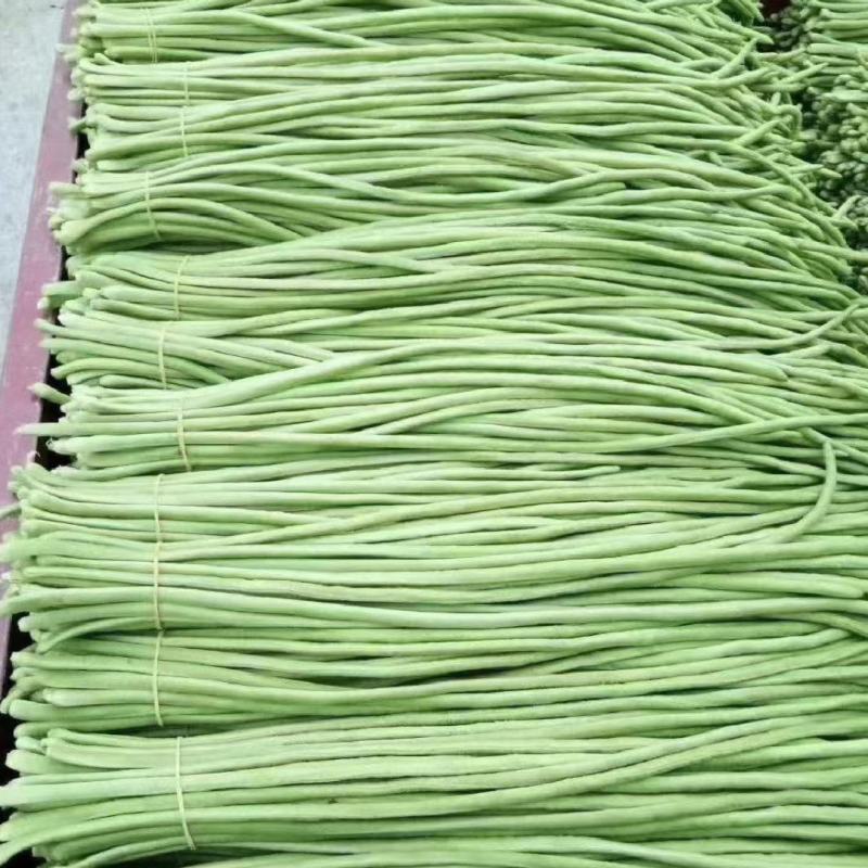 河北青条长豆角大量上市了，品质保证，货源充足欢迎来电洽谈