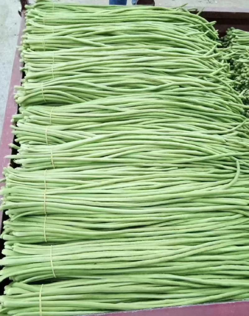 河北青条长豆角大量上市了，品质保证，货源充足欢迎来电洽谈