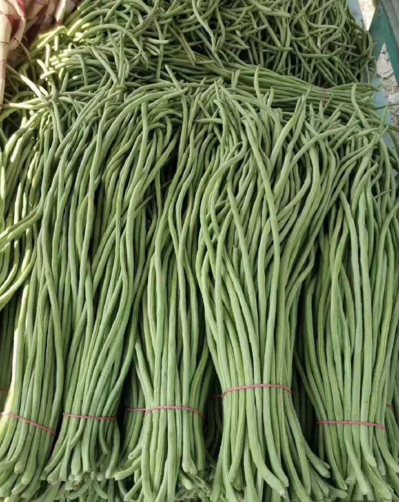 河北青条长豆角大量上市了，品质保证，货源充足欢迎来电洽谈
