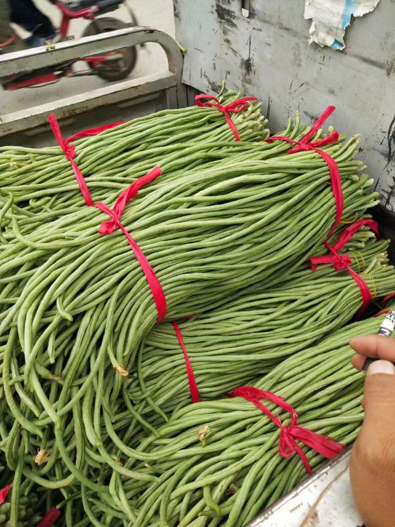 河北青条长豆角大量上市了，品质保证，货源充足欢迎来电洽谈