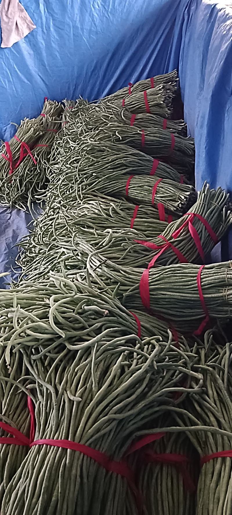 河北青条长豆角大量上市了，品质保证，货源充足欢迎来电洽谈