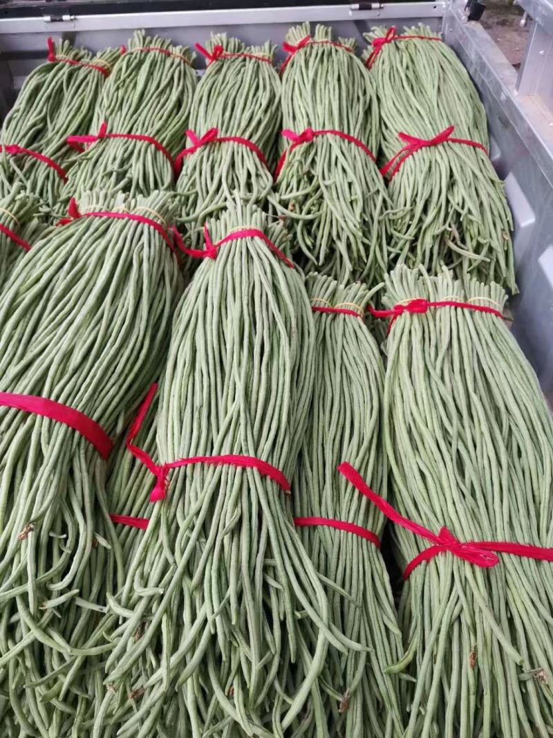 河北青条长豆角大量上市了，品质保证，货源充足欢迎来电洽谈