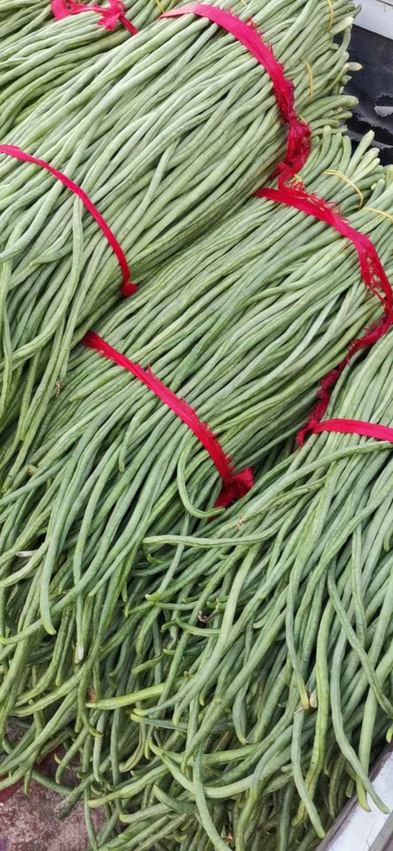 河北青条长豆角大量上市了，品质保证，货源充足欢迎来电洽谈