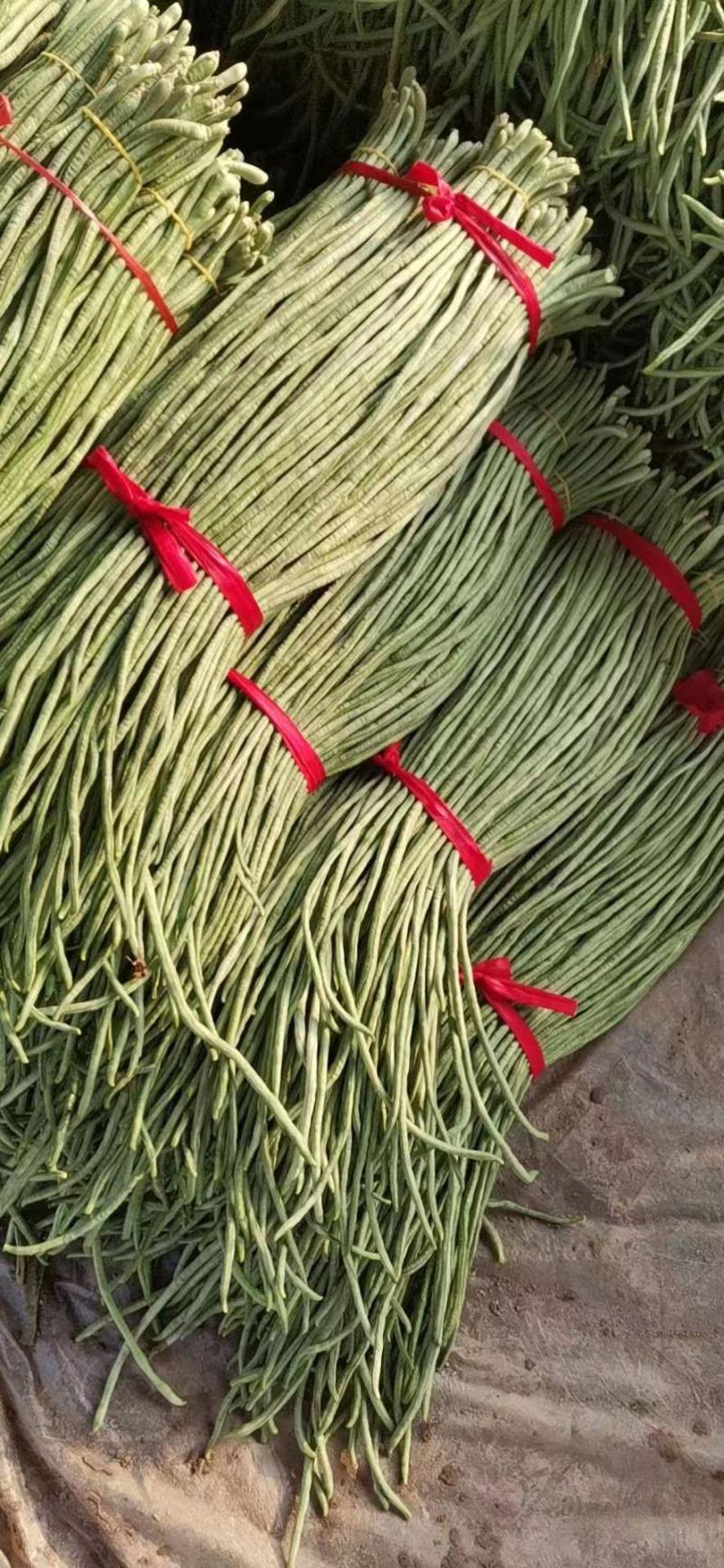 河北青条长豆角大量上市了，品质保证，货源充足欢迎来电洽谈