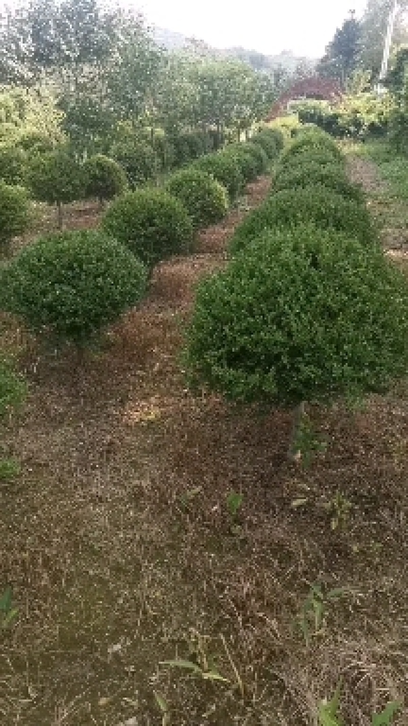 朝鲜黄杨球120厘米